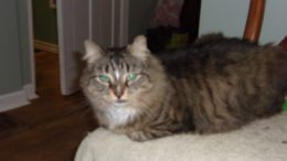 Maddie’s Pet of the Week