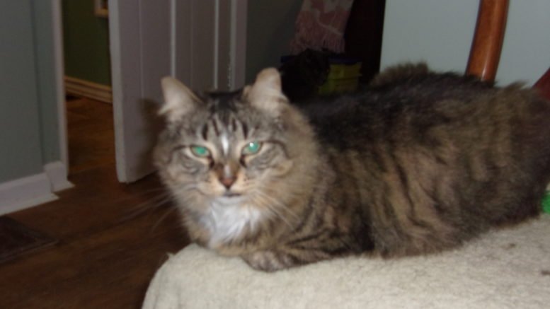 Maddie’s Pet of the Week