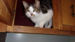 Maddie’s Meadows Pet of the Week