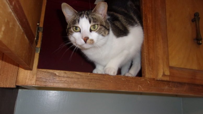 Maddie’s Meadows Pet of the Week