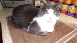 Maddie’s Meadows Pet of the Week