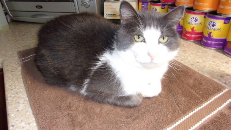 Maddie’s Meadows Pet of the Week