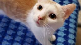 Stray Haven Pet of the Week