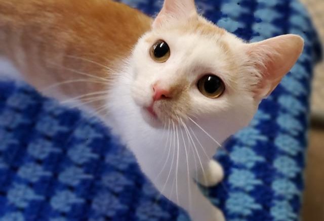 Stray Haven Pet of the Week