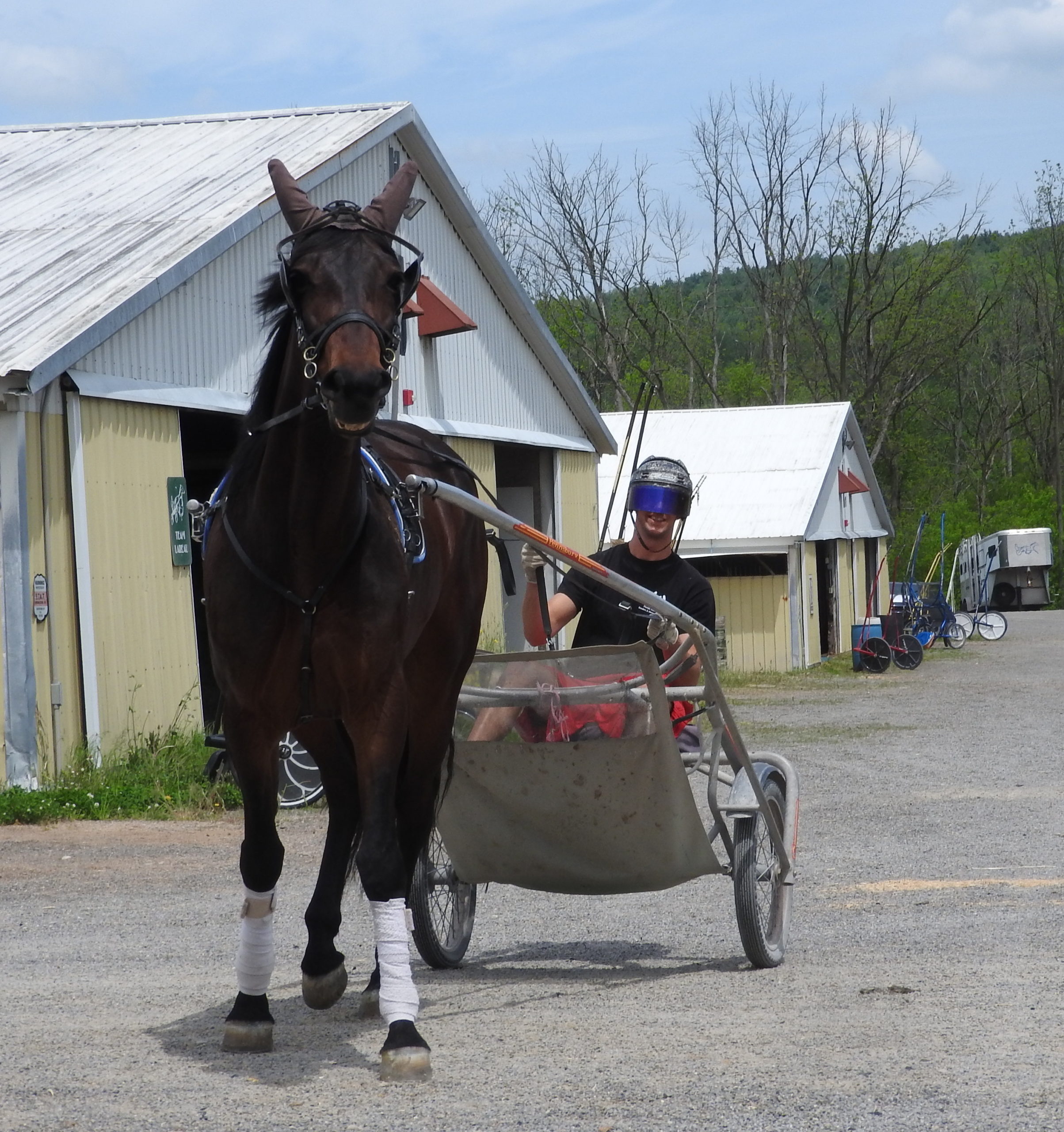 Live harness racing to commence at Tioga and Vernon Downs