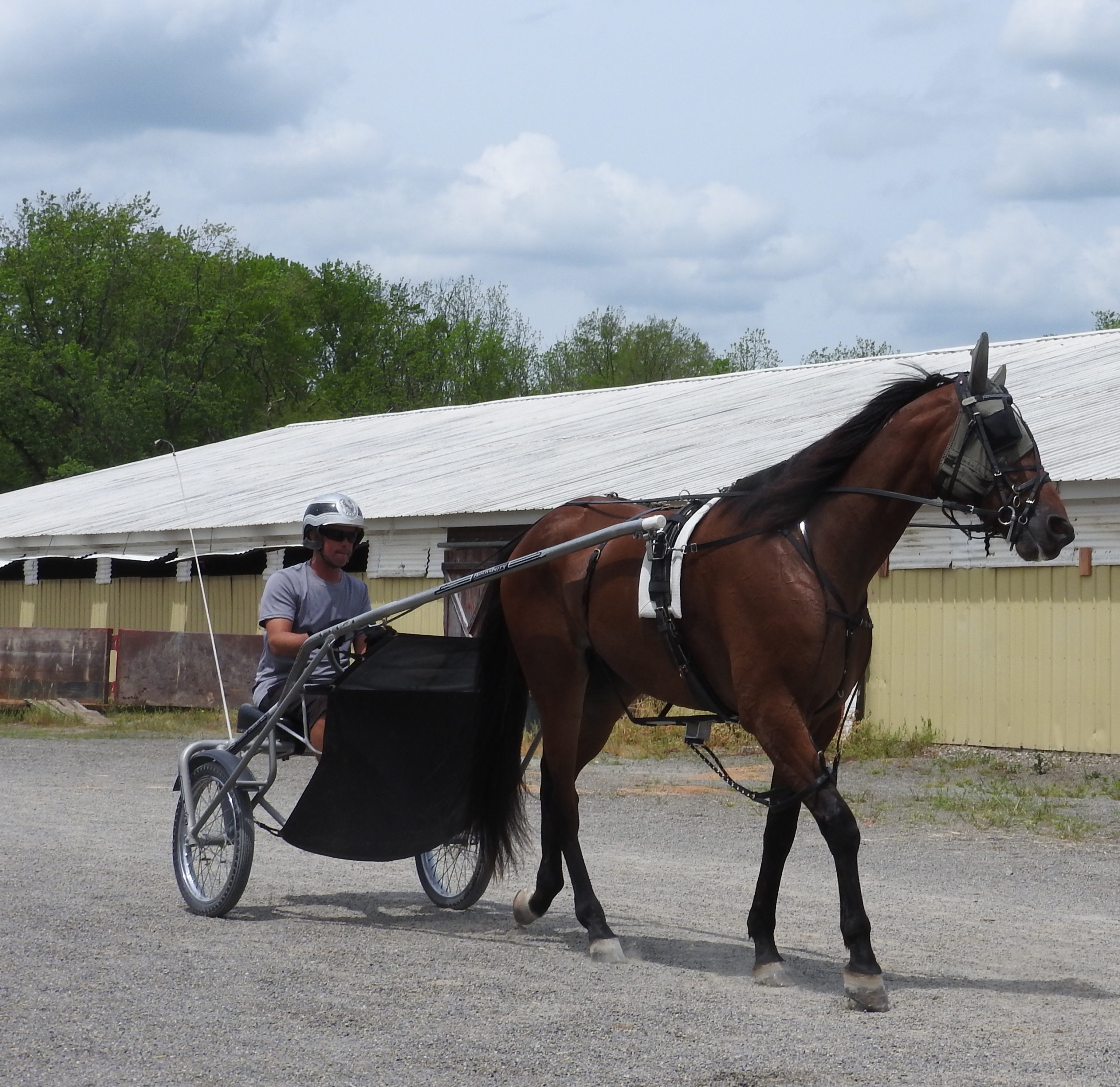 Live harness racing to commence at Tioga and Vernon Downs