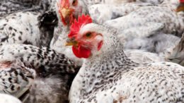 Raising Meat Chickens