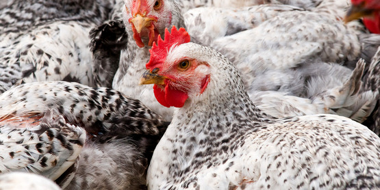 Raising Meat Chickens