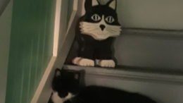 Maddie’s Meadows Pet of the Week