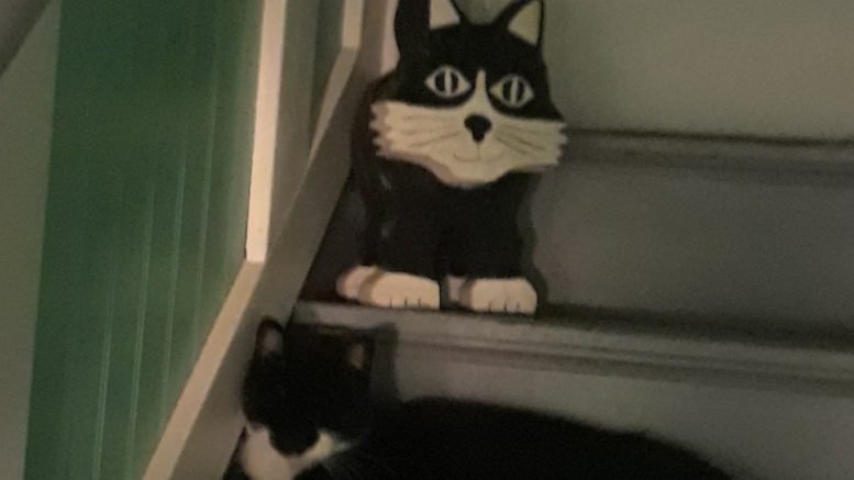 Maddie’s Meadows Pet of the Week