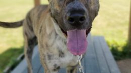 Stray Haven Pet of the Week