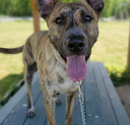 Stray Haven Pet of the Week