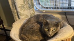 Maddie’s Meadows Pet of the Week