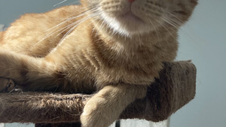 Maddie’s Meadows Pet of the Week