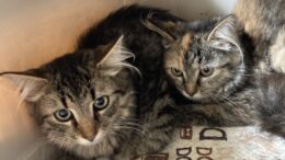 Maddie’s Meadows Pet of the Week