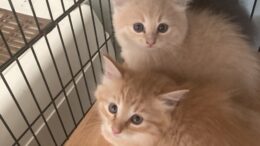 Maddie’s Meadows Pet of the Week