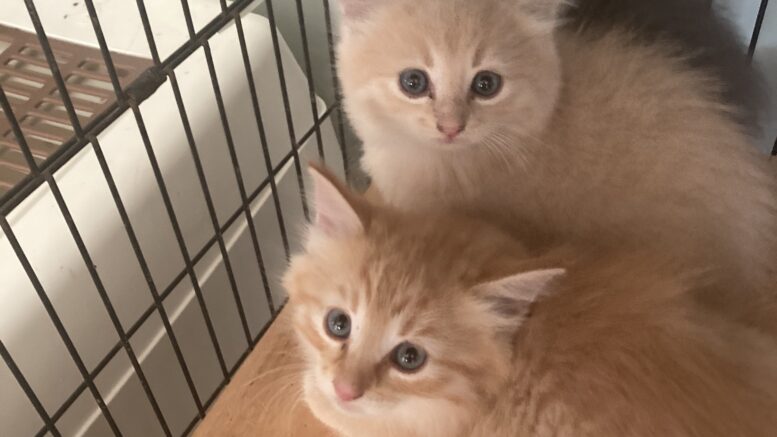 Maddie’s Meadows Pet of the Week