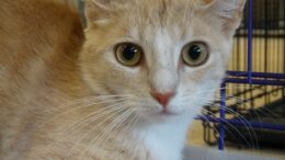 Stray Haven Pet of the Week