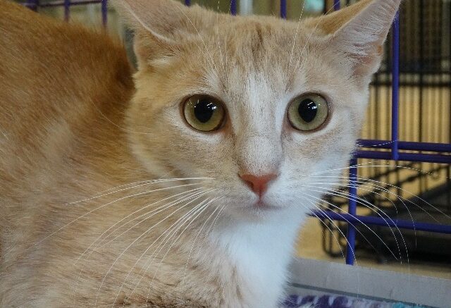 Stray Haven Pet of the Week