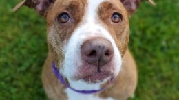 Stray Haven Pet of the Week