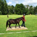 Tioga County 4-H Youth thrive during uncertain times 