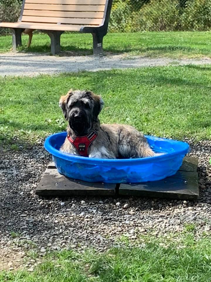 Photo Jackson cools off at the Rebecca Weitsman Memorial Dog Park