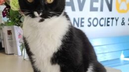 Stray Haven Pet of the Week