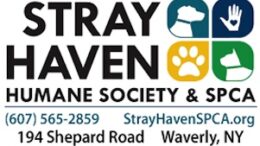 Stray Haven to participate in Best Friend Animal Society’s ‘Strut Your Mutt Day’