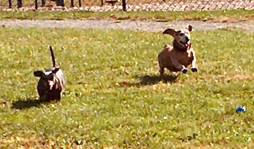 The dog days of 'Indian Summer'