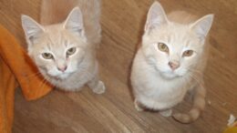 Maddie’s Meadows Pet of the Week