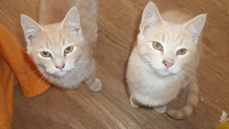 Maddie’s Meadows Pet of the Week