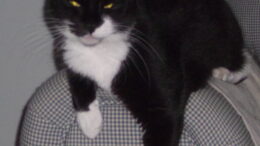 Maddie’s Meadows Pet of the Week