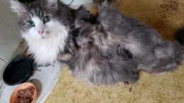 Maddie’s Meadows Pet of the Week