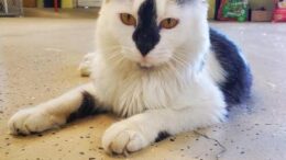 Stray Haven Pet of the Week