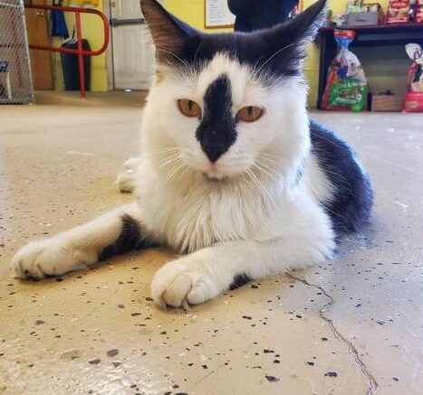 Stray Haven Pet of the Week