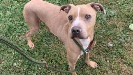 Stray Haven Pet of the Week