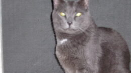 Maddie’s Meadows Pet of the Week