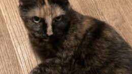 Maddie’s Meadows Pet of the Week