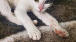 Stray Haven Pet of the Week