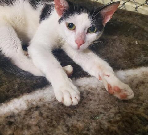 Stray Haven Pet of the Week