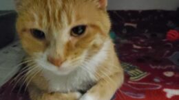 Stray Haven Pet of the Week