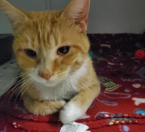 Stray Haven Pet of the Week