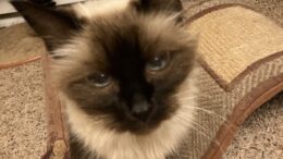 Maddie’s Meadows Pet of the Week