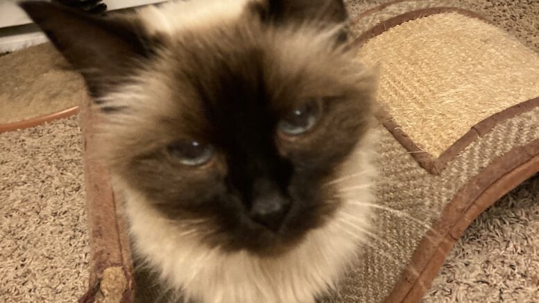 Maddie’s Meadows Pet of the Week