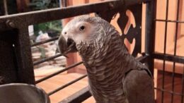 Chico’s Adventure!