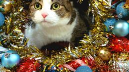 Stray Haven Pet of the Week