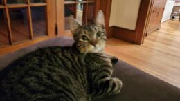 Maddie’s Meadows Pet of the Week