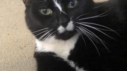 Stray Haven Pet of the Week