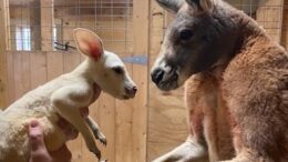 Animal Adventure Park celebrates birth of extremely rare white kangaroo