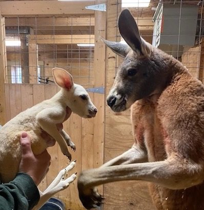 Animal Adventure Park celebrates birth of extremely rare white kangaroo